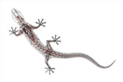 Folie ornamentala originala Audi Gecko Technology personalizare vehicul