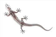 Folie ornamentala originala Audi Gecko Technology - CarFun.ro - Accesorii Originale Auto